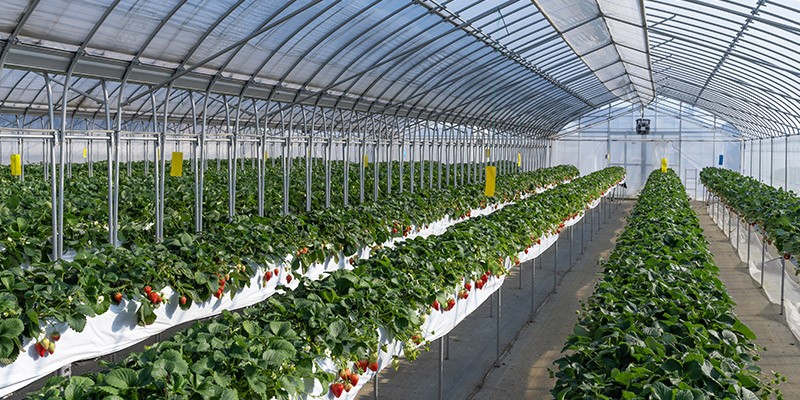 El Gas Natural como el impulso de la Eficiencia y Sostenibilidad en los Invernaderos Tecnificados